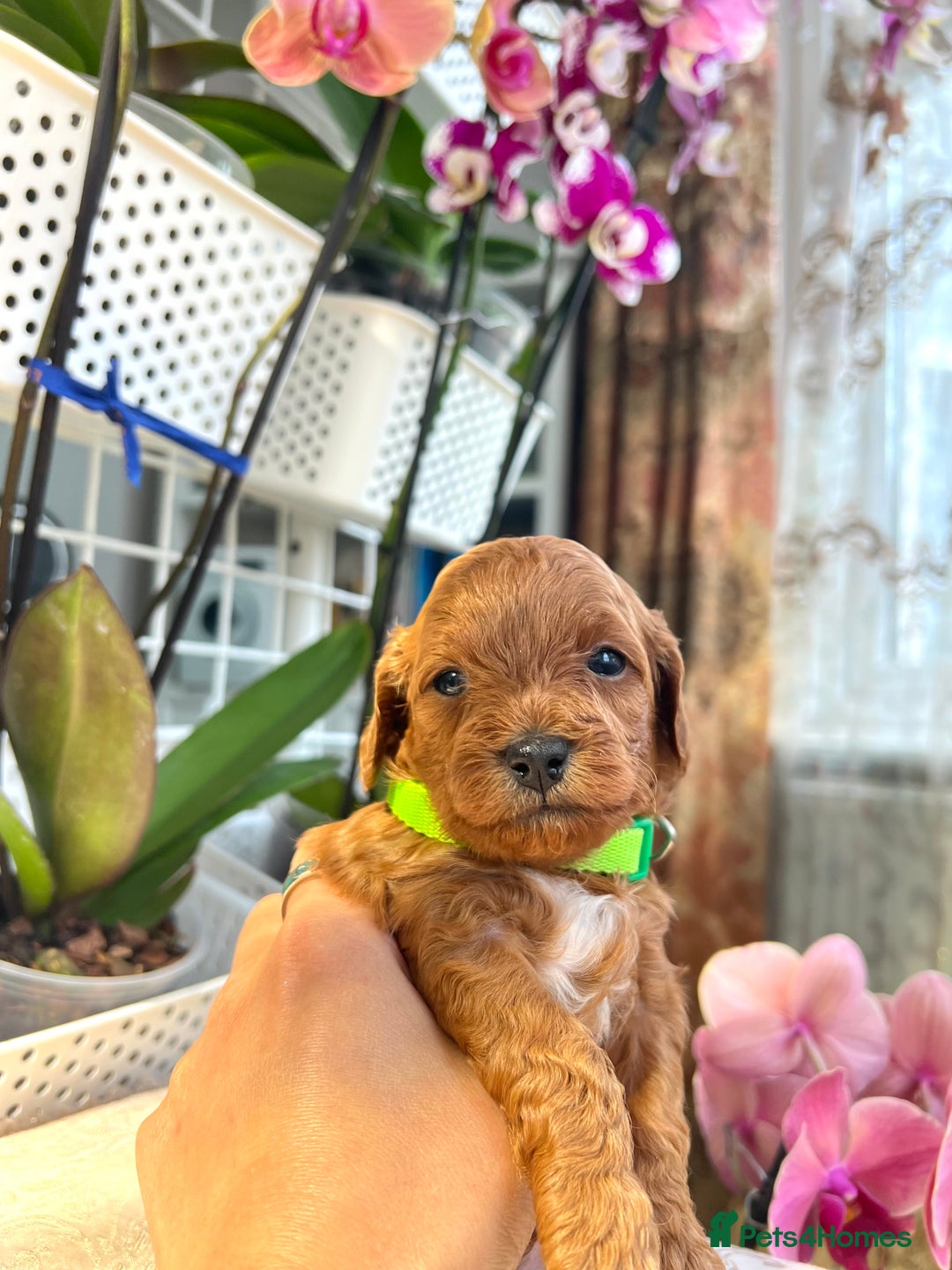 Maltipoo dogs for sale: Beautiful F1B Toy Size Maltipoo Puppies - Image 2