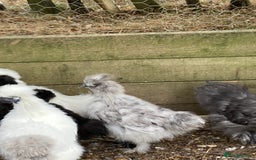 Chickens poultry for sale: Silkie Hens 14 weeks - Image 5