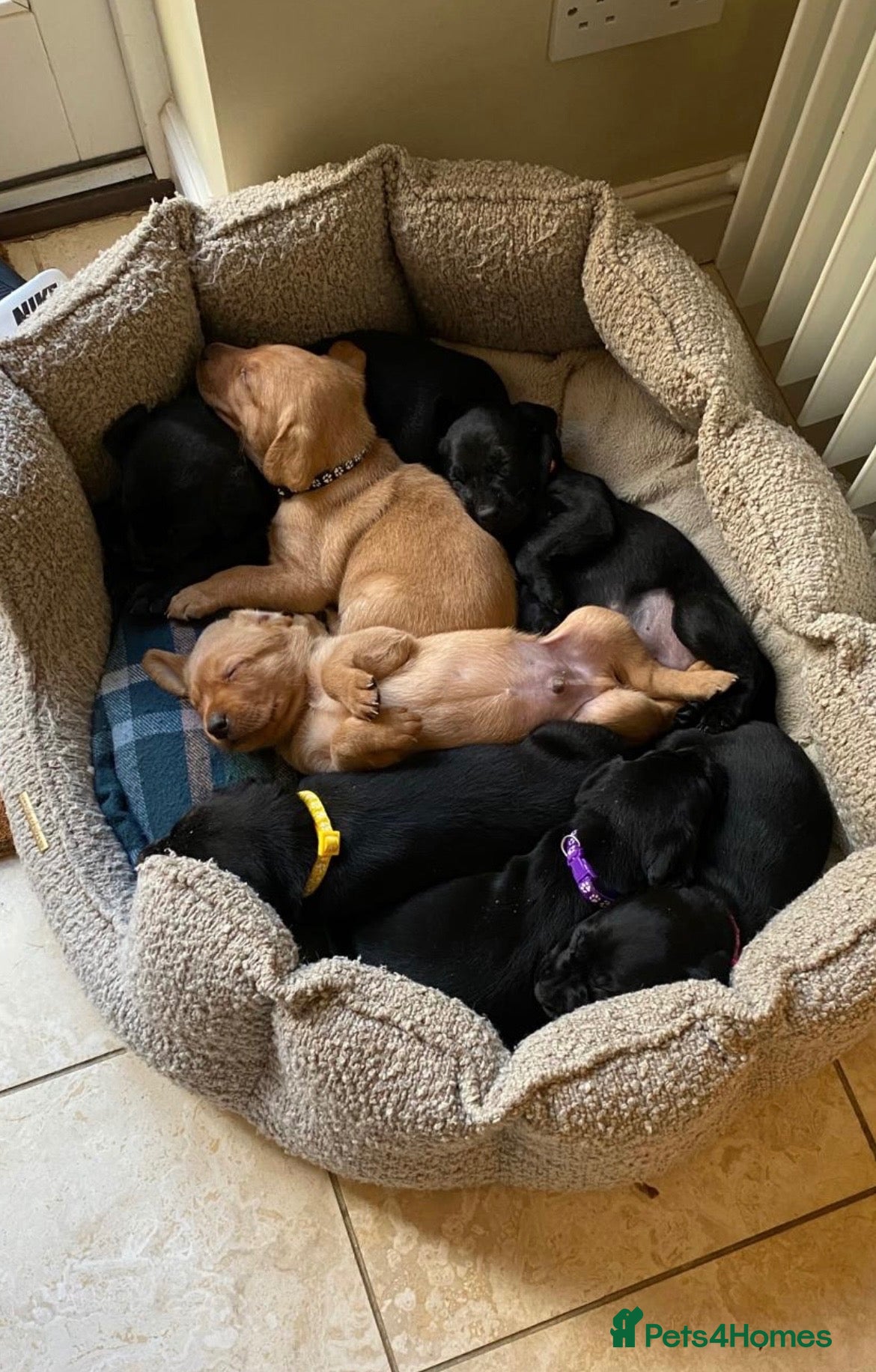 Labrador Retriever dogs for sale: Stunning KC Registered Working Labrador Puppies   - Advert 1