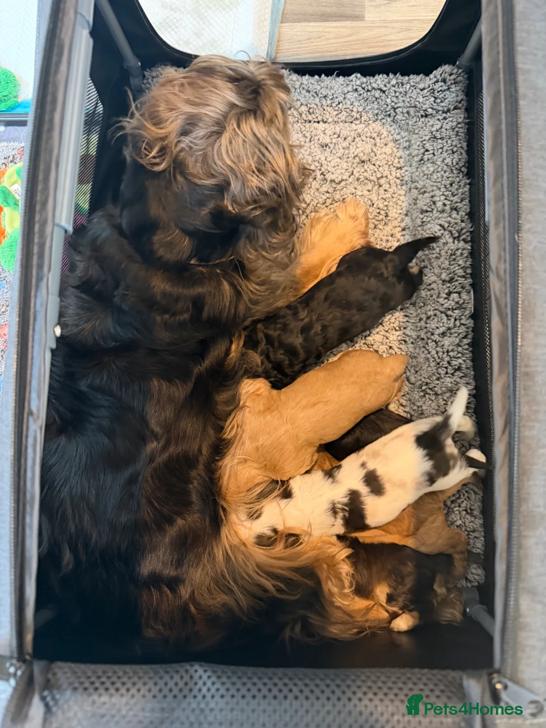 Cocker Spaniel dogs for sale: English Cocker Spaniel Puppies - Advert 2