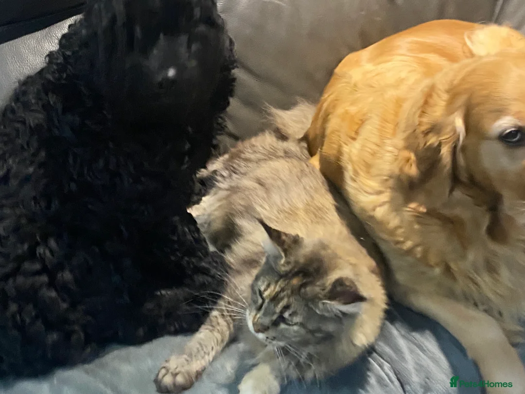 Cockapoo dogs for sale: ‼️ Attention Please ‼️ - Advert 16