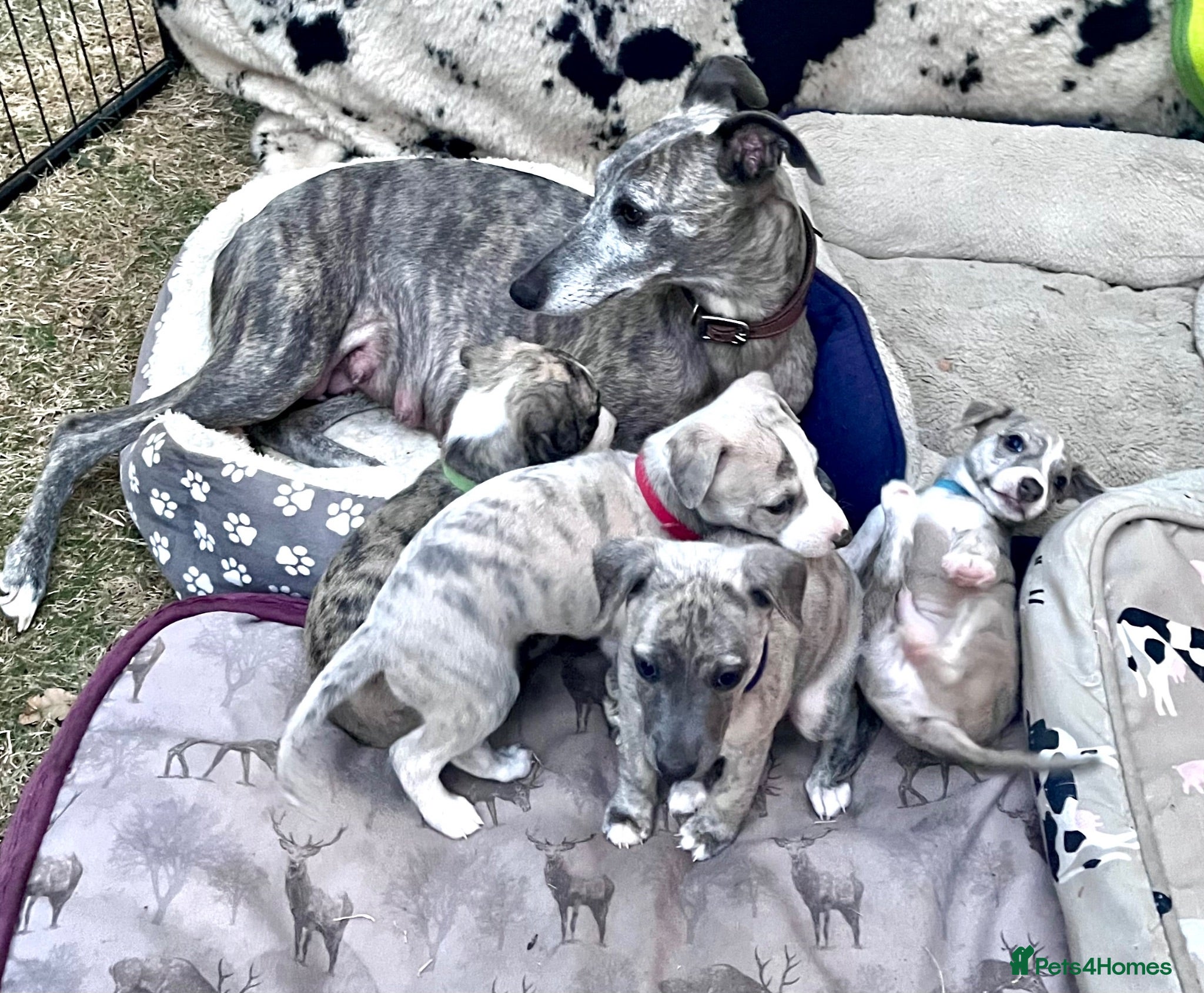 Whippet dogs Pedigree English Whippet Puppies  - Advert 3