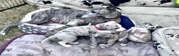Whippet dogs for sale: Pedigree English Whippet Puppies  in Salisbury - Advert 1
