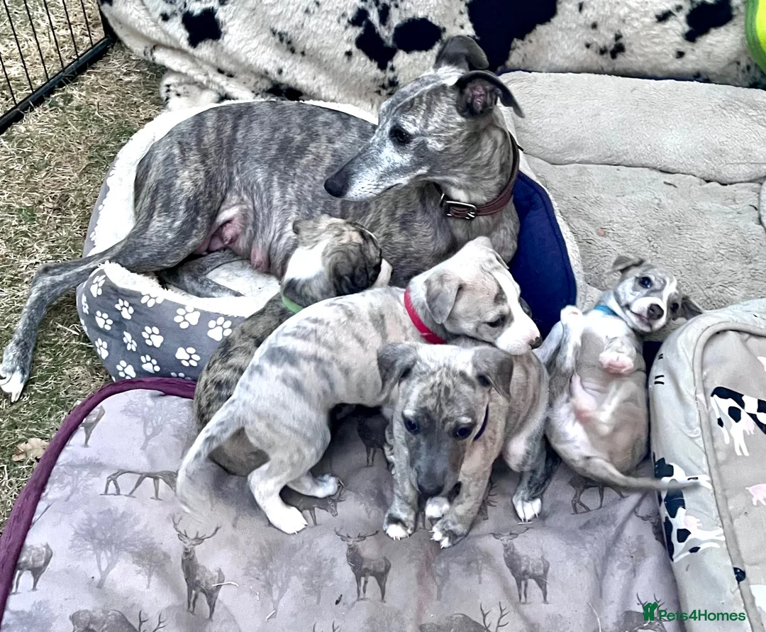 Whippet dogs for sale: Pedigree English Whippet Puppies  in Salisbury - Advert 1