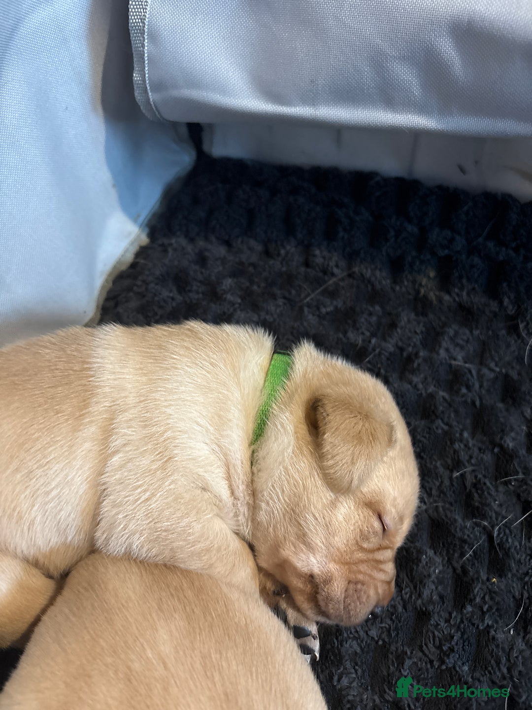 Labrador Retriever dogs for sale: Beautiful Labrador Pup - Advert 21