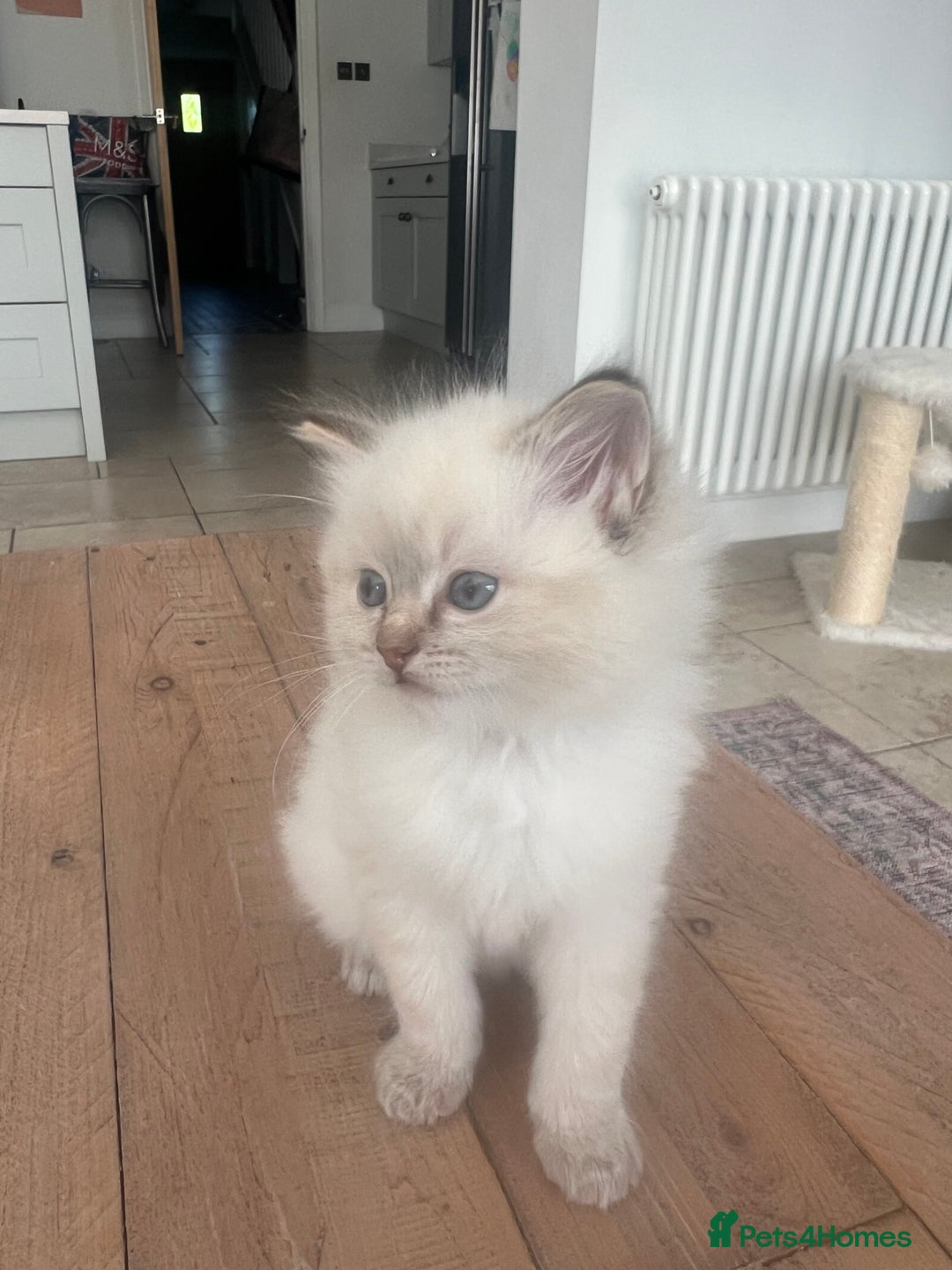 Ragdoll cats for sale: 2 fluffy ragdoll girls READY NOW - Image 7