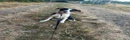 Border Collie dogs for sale: Border collie puppy female  - Advert 9