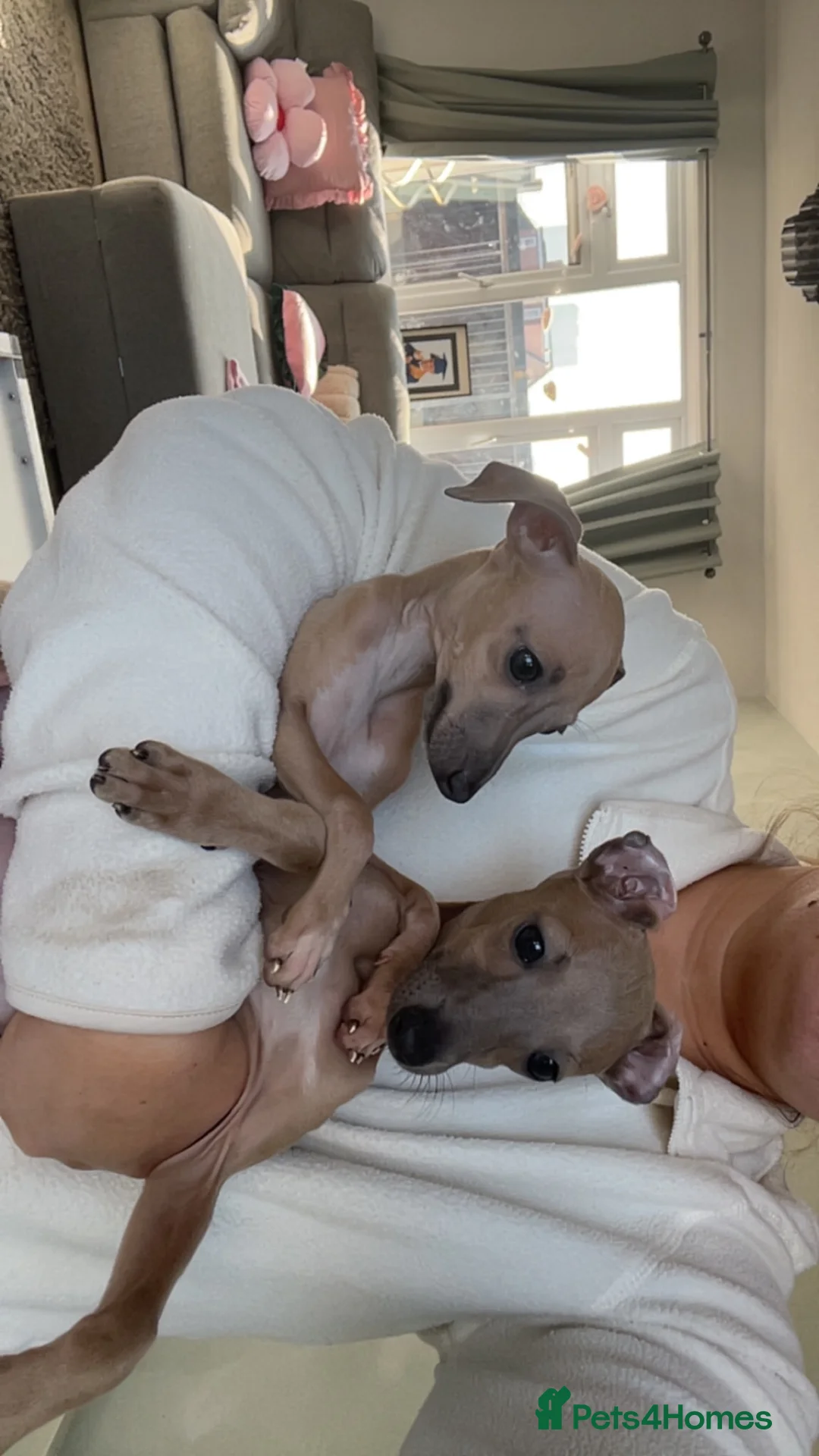 Italian Greyhound dogs for sale: Three Italian greyhound puppies  - Advert 6