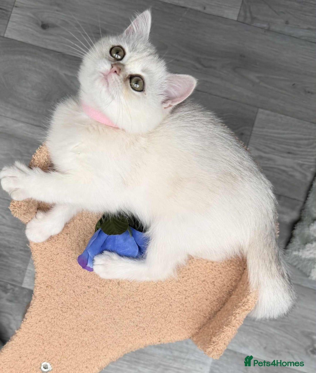 British Shorthair cats for sale: Stunning BSH golden/silver Kittens TICA - Image 19