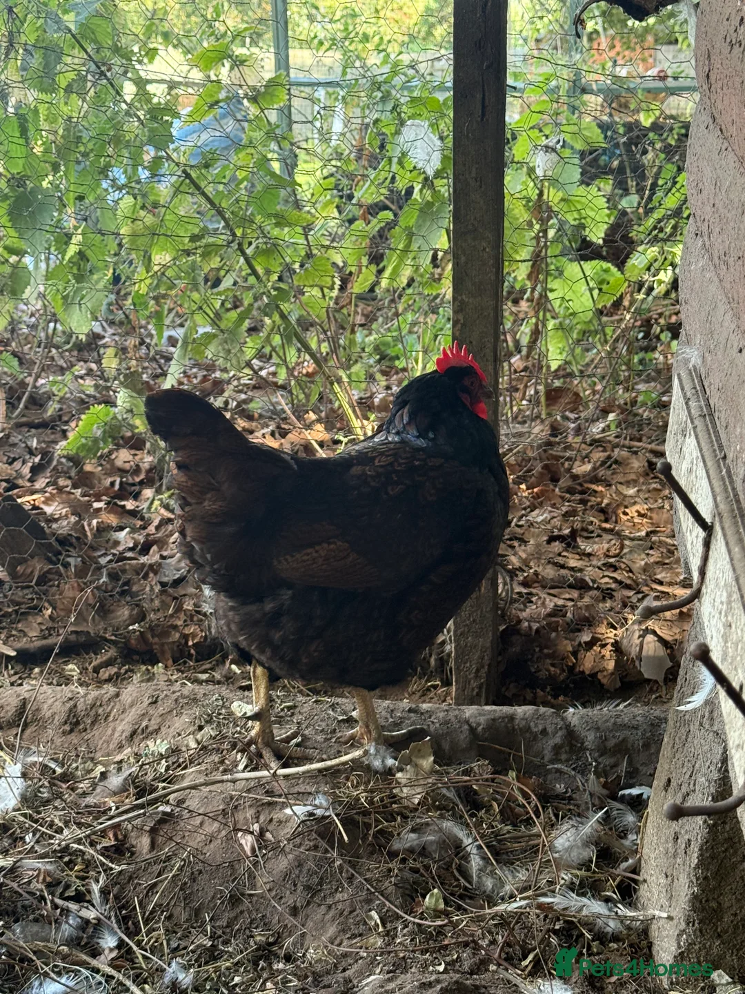 Chickens poultry for sale: Trio of double laced barnevelders - Advert 8