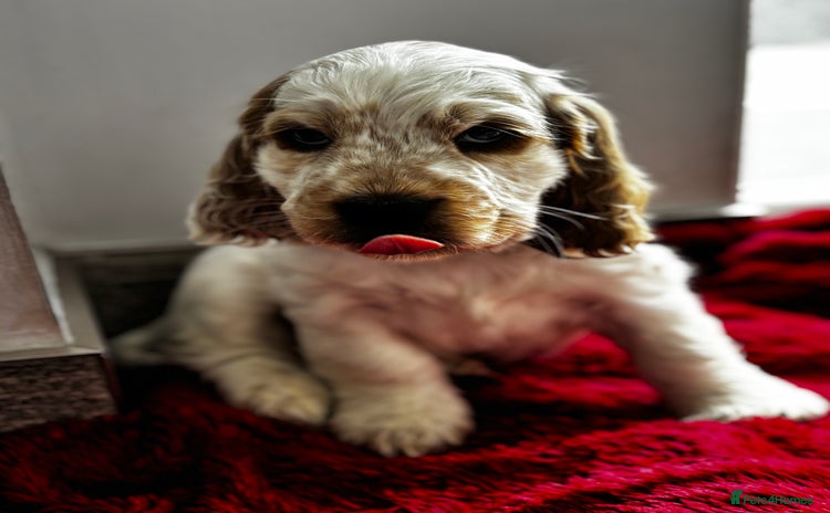 Cocker Spaniel dogs - Advert 2