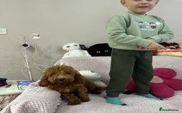 Toy Poodle dogs for sale: Red toy poodle girl - Image 5