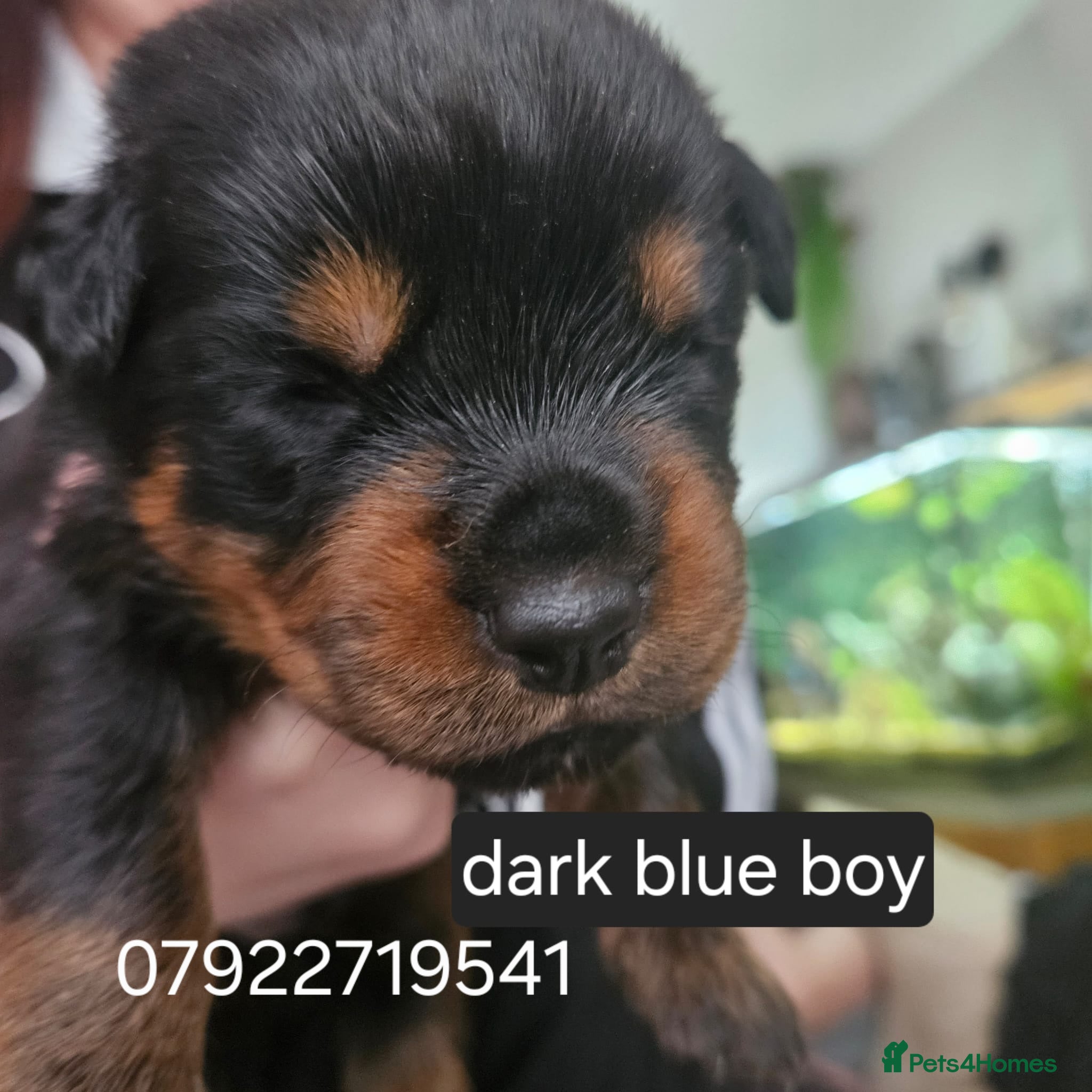 Rottweiler dogs Last male rottweiler pup looking for forever homes - Advert 2