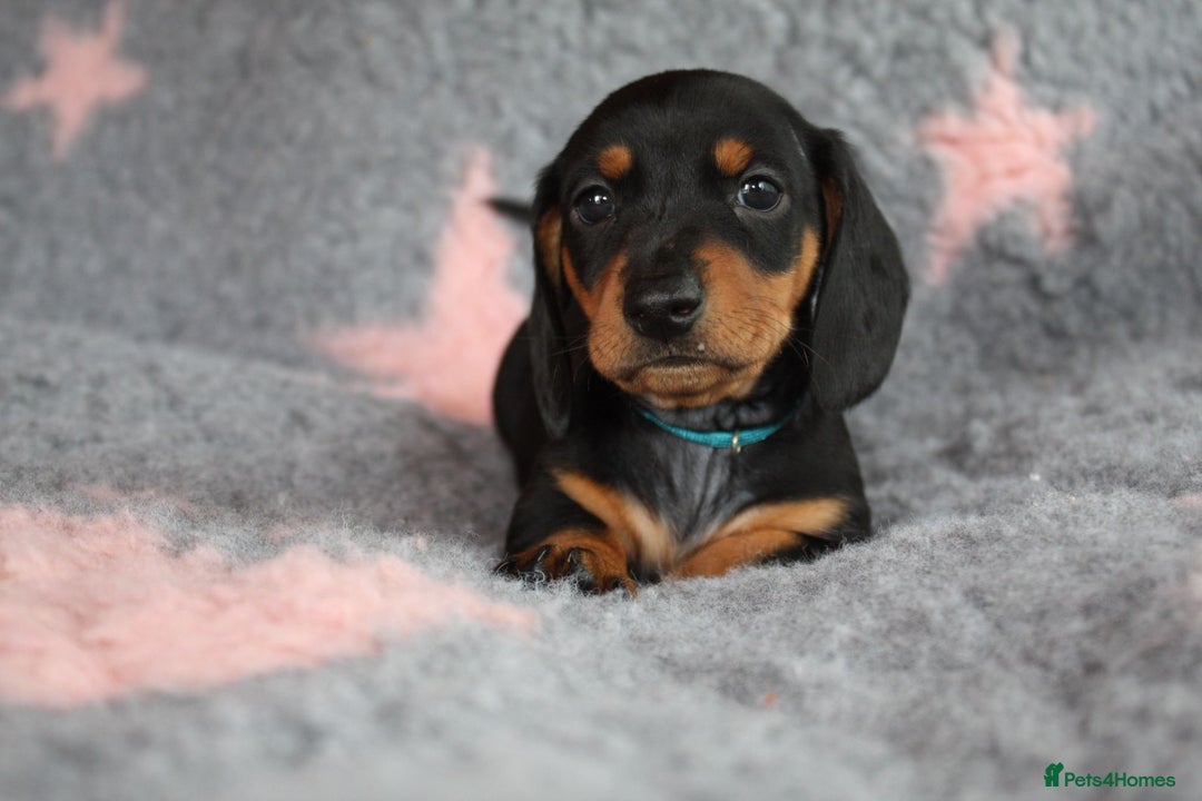Dachshund dogs for sale: Dachshunds  - Image 4