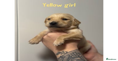 Golden Retriever dogs - Advert 4