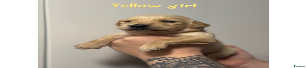 Golden Retriever Puppy Yellow Girl 