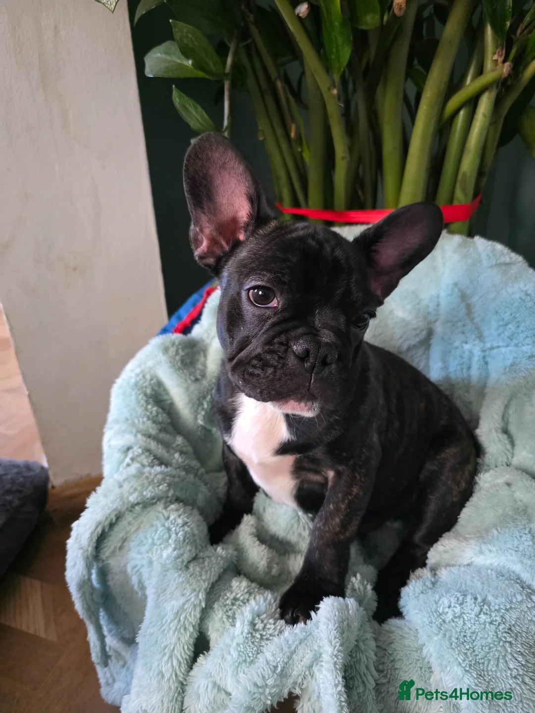 French Bulldog dogs for sale: Beautiful French bulldog boy Tiger - Advert 2