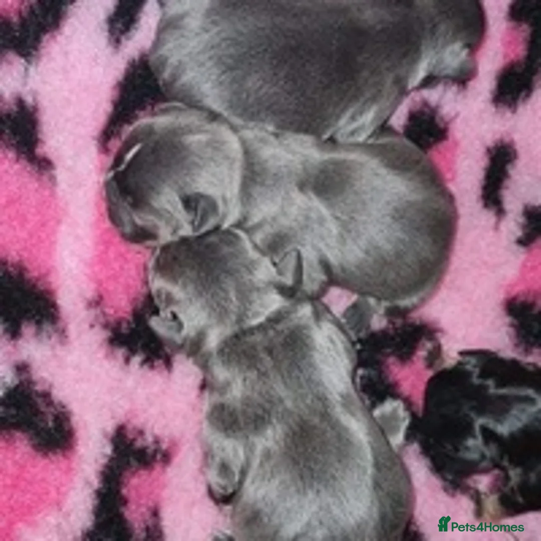 French Bulldog dogs for stud: BRUCE blue and tan french bulldog in Sheffield - Advert 13