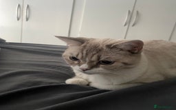 British Shorthair cats for sale: Beautiful white bsh w black strips - Image 4