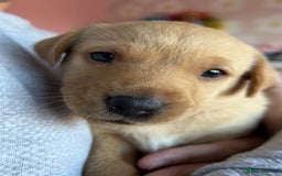 Labrador Retriever dogs for sale: 8 Beautiful Golden Labrador Puppies  - Advert 12