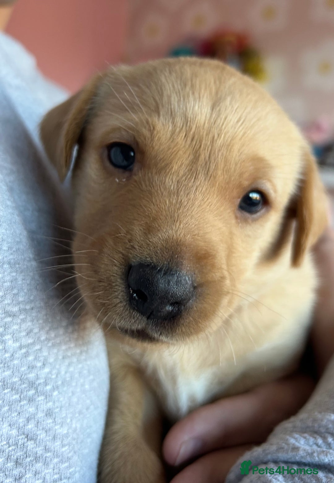 Labrador Retriever dogs for sale: 8 Beautiful Golden Labrador Puppies  - Advert 12