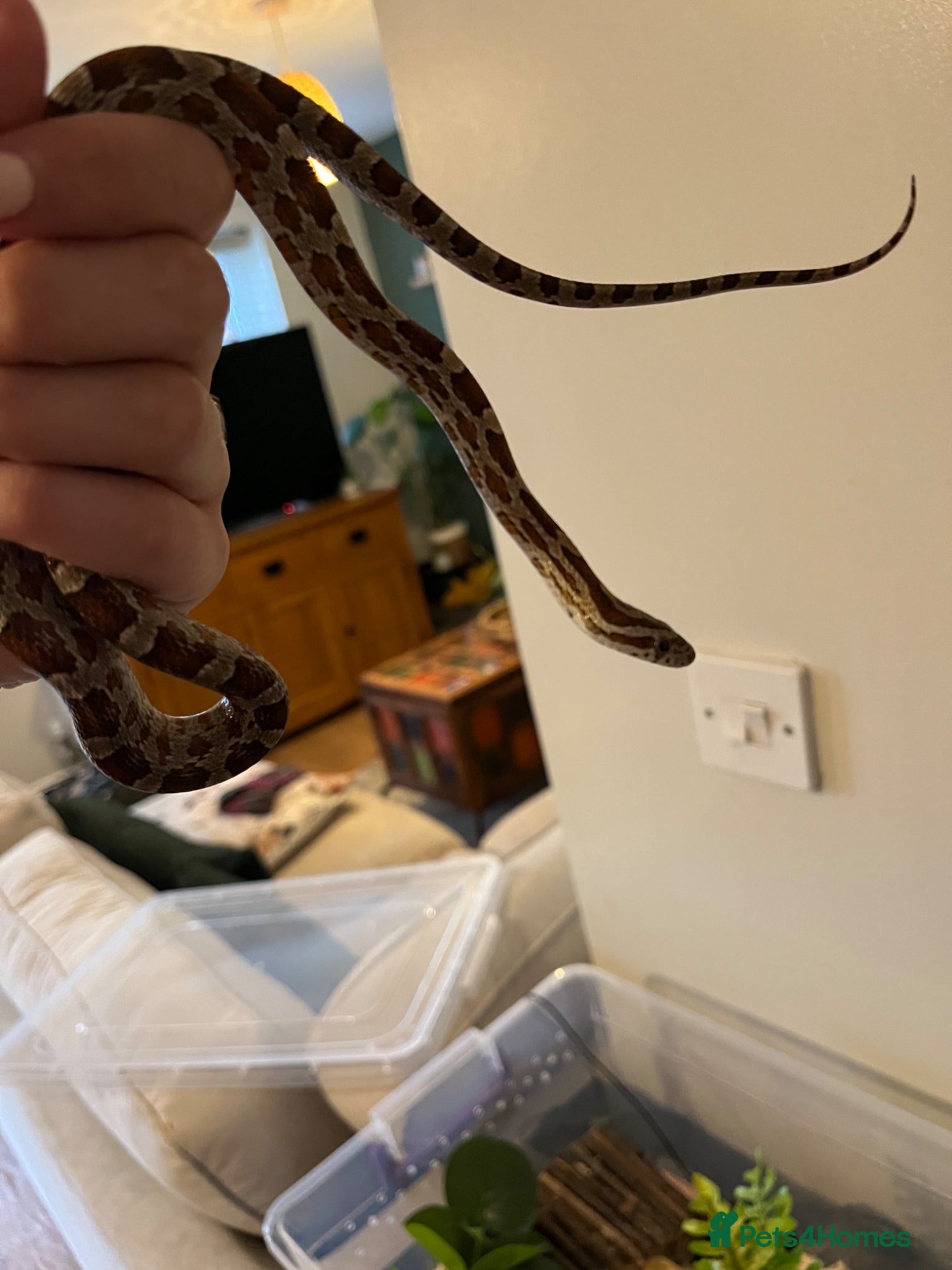 Corn Snake reptiles 2 year old corn snake with complete set up - Advert 1