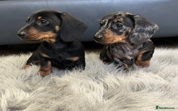 Dachshund dogs for sale: Miniature smooth haired Dachshund puppies  - Image 2