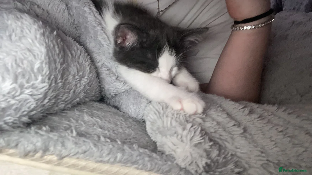 Domestic Shorthair cats for sale: 1 kitten grey and white   - Advert 4