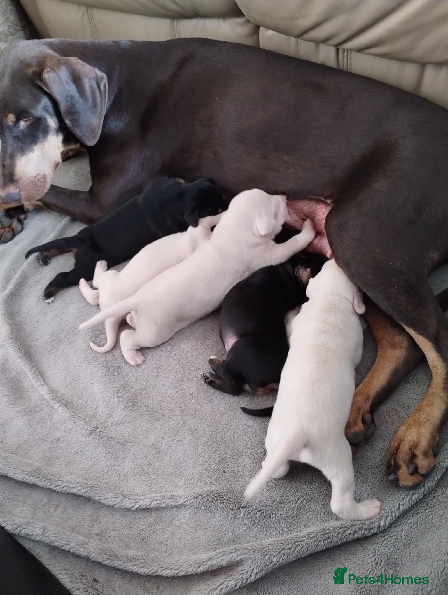 Dobermann dogs Doberman white male - Advert 2