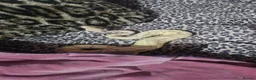 Python Snake reptiles for sale: Ball Pyton (banna) - Advert 2