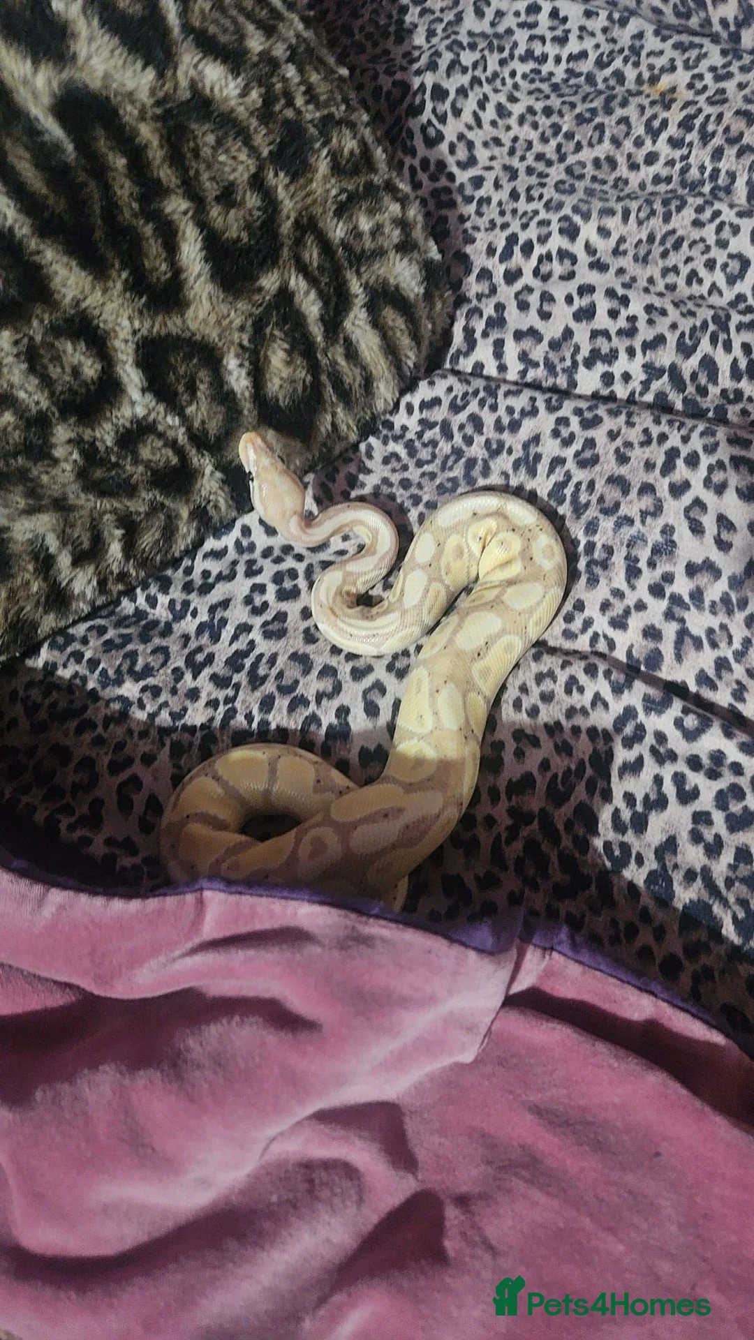 Python Snake reptiles for sale: Ball Pyton (banna) - Advert 2