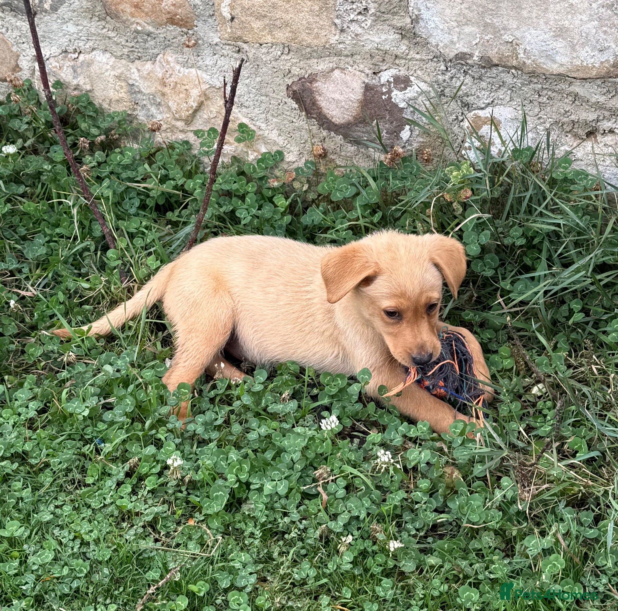 Labrador Retriever dogs 🖤🧡1 yellow/red girl available to view.  - Advert 2