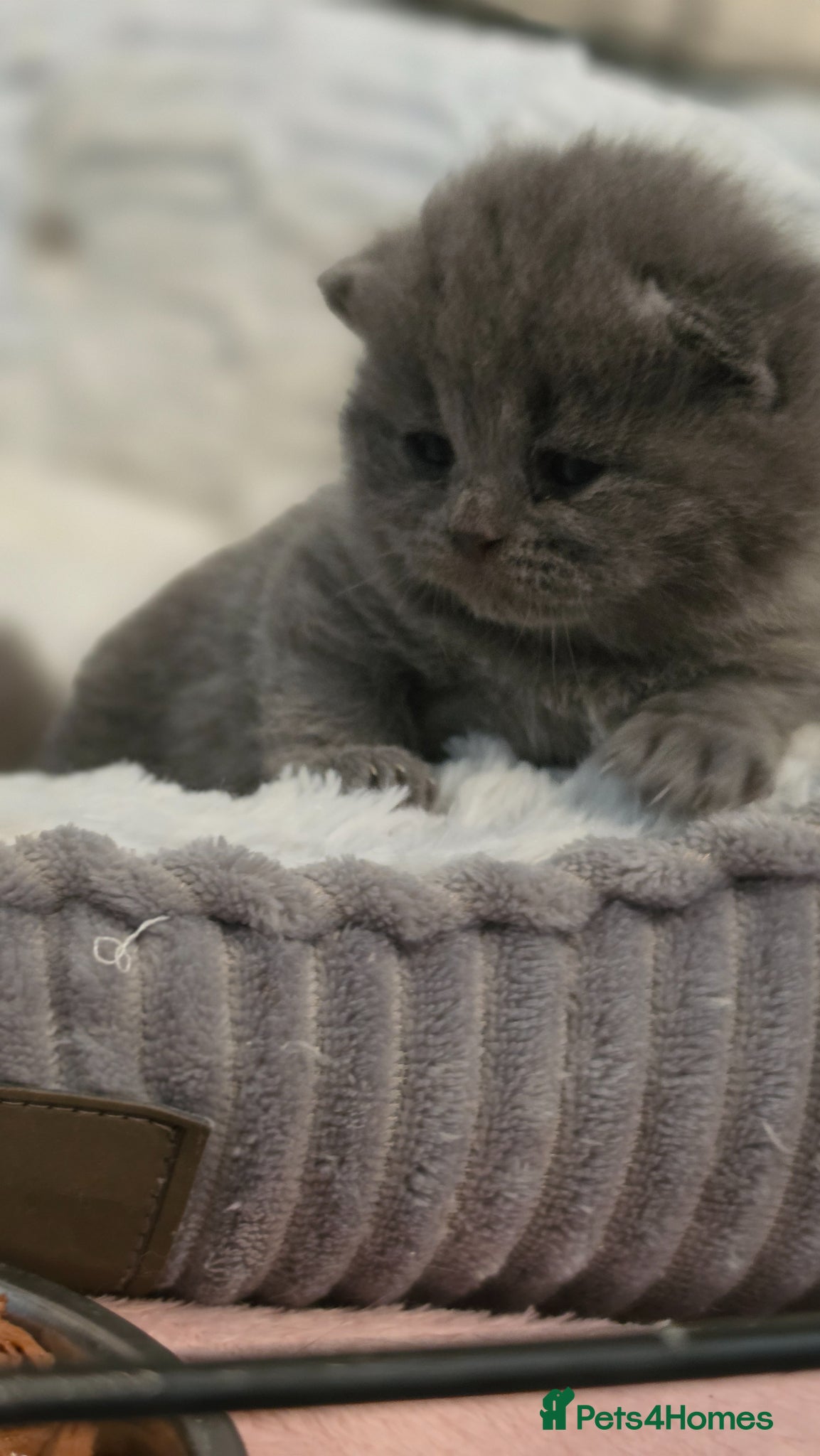 British Shorthair cats ​GCCF Registered(Active) British shorthair kittens - Advert 15