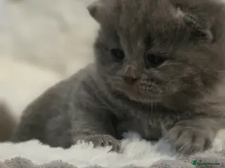 British Shorthair cats GCCF Registered(Active) British shorthair kittens - Advert 14