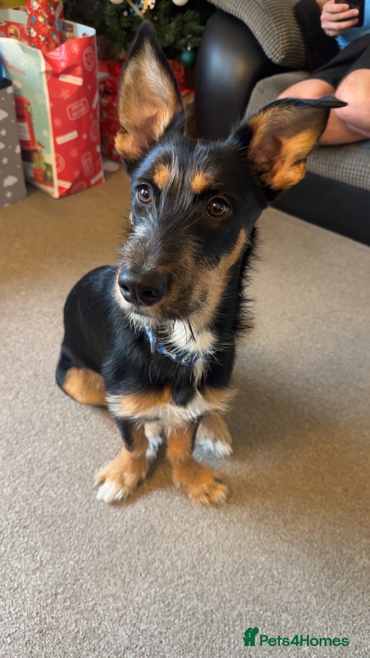Mixed Breed dogs 7 month Terrier cross German shepherd  - Advert 2