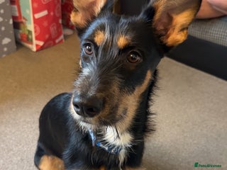 Mixed Breed dogs 7 month Terrier cross German shepherd - Advert 2