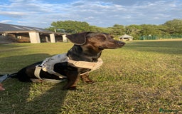 Mixed Breed dogs for sale: Meet Charlie  - Image 1