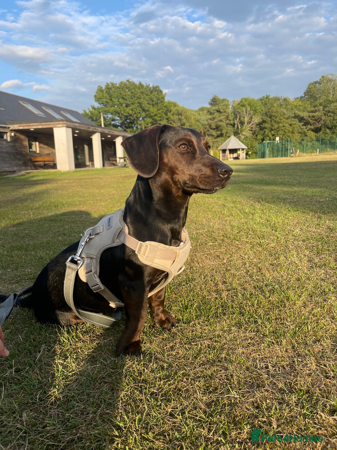 Mixed Breed dogs for sale: Meet Charlie  - Image 1