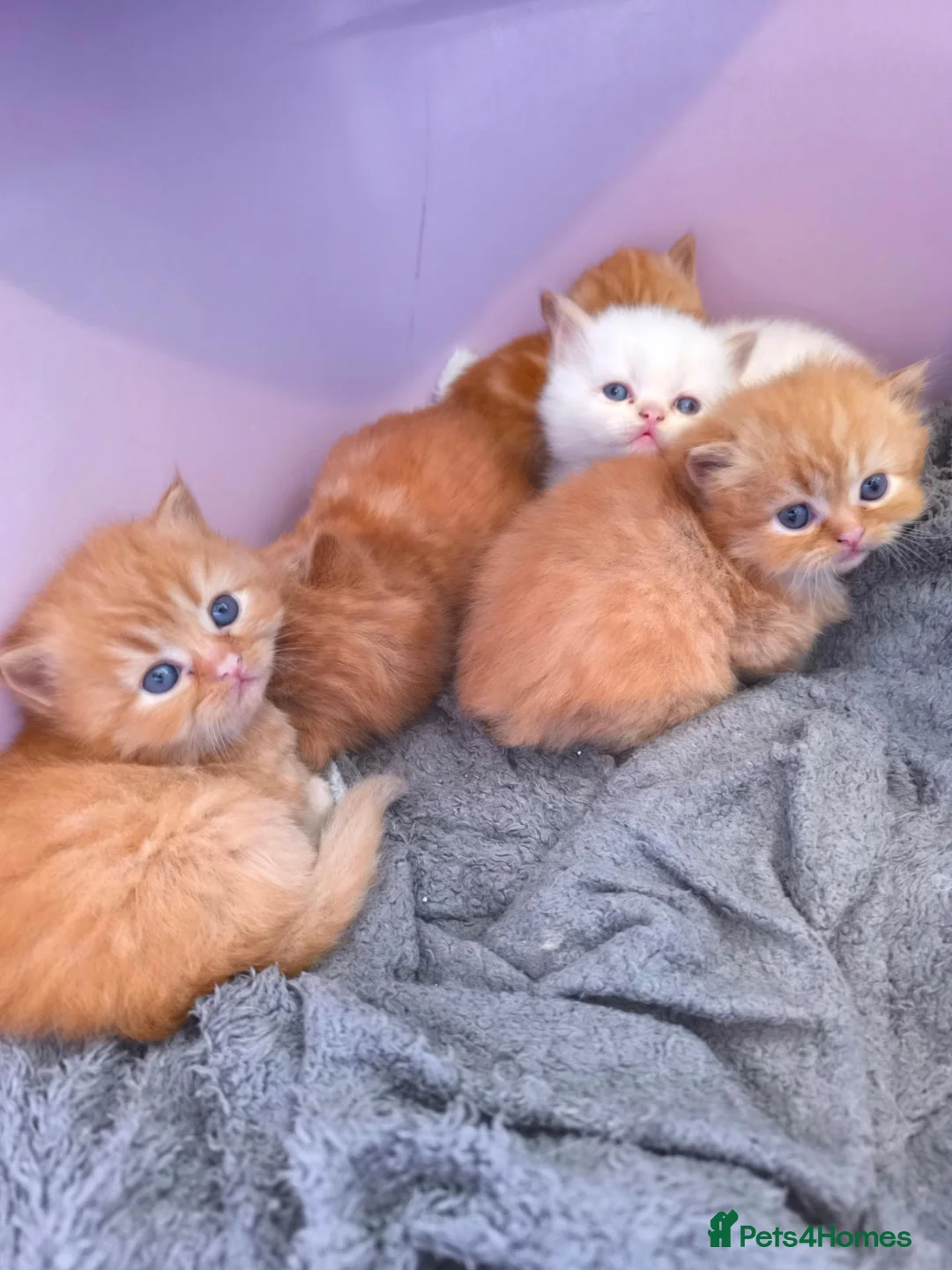 Persian cats for sale: Fluffy Ginger Persian Kittens, Doll & Peke face. - Advert 2