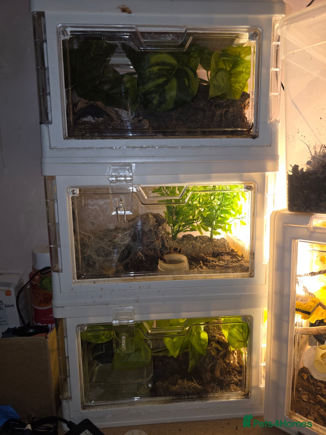 Python Snake reptiles for sale: Spiders and tarantulas - Advert 7