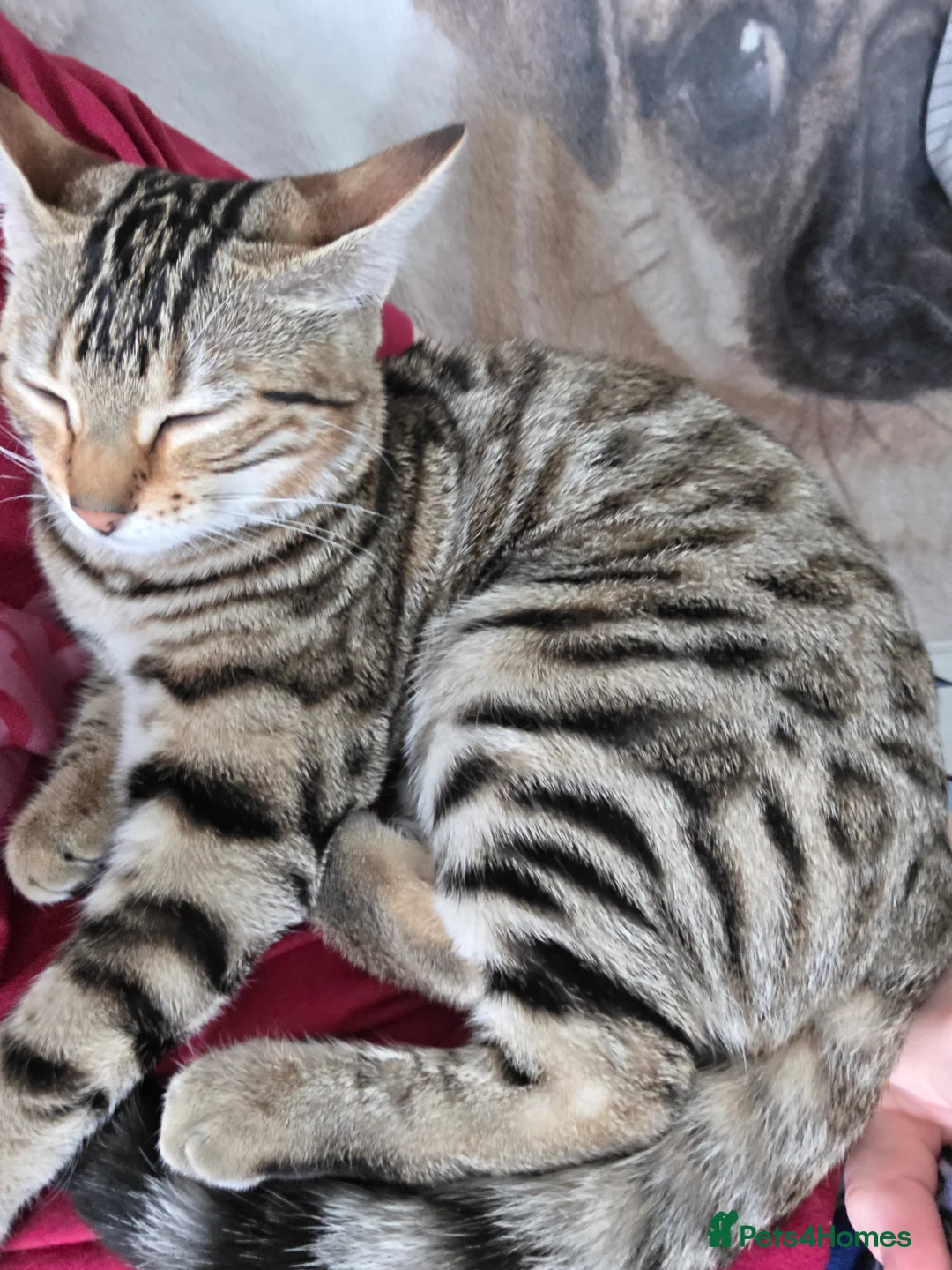 Mixed Breed cats for sale: Bengal cross female kitten - Advert 2