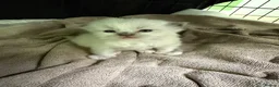 Ragdoll cats for sale: Beautiful ragdoll kittens looking for new homes🤍✨ - Advert 13