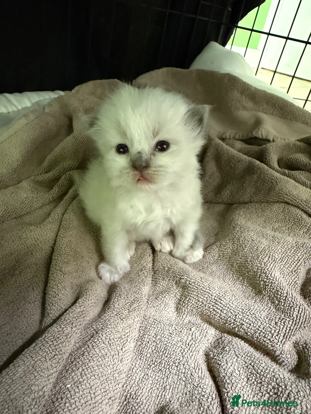 Ragdoll cats for sale: Beautiful ragdoll kittens looking for new homes🤍✨ - Advert 13