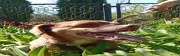 Mixed Breed dogs for adoption: 💙🐶 ALAN – LEFT BEHIND, BUT STILL RUNNING in Burton-on-Trent - Advert 10