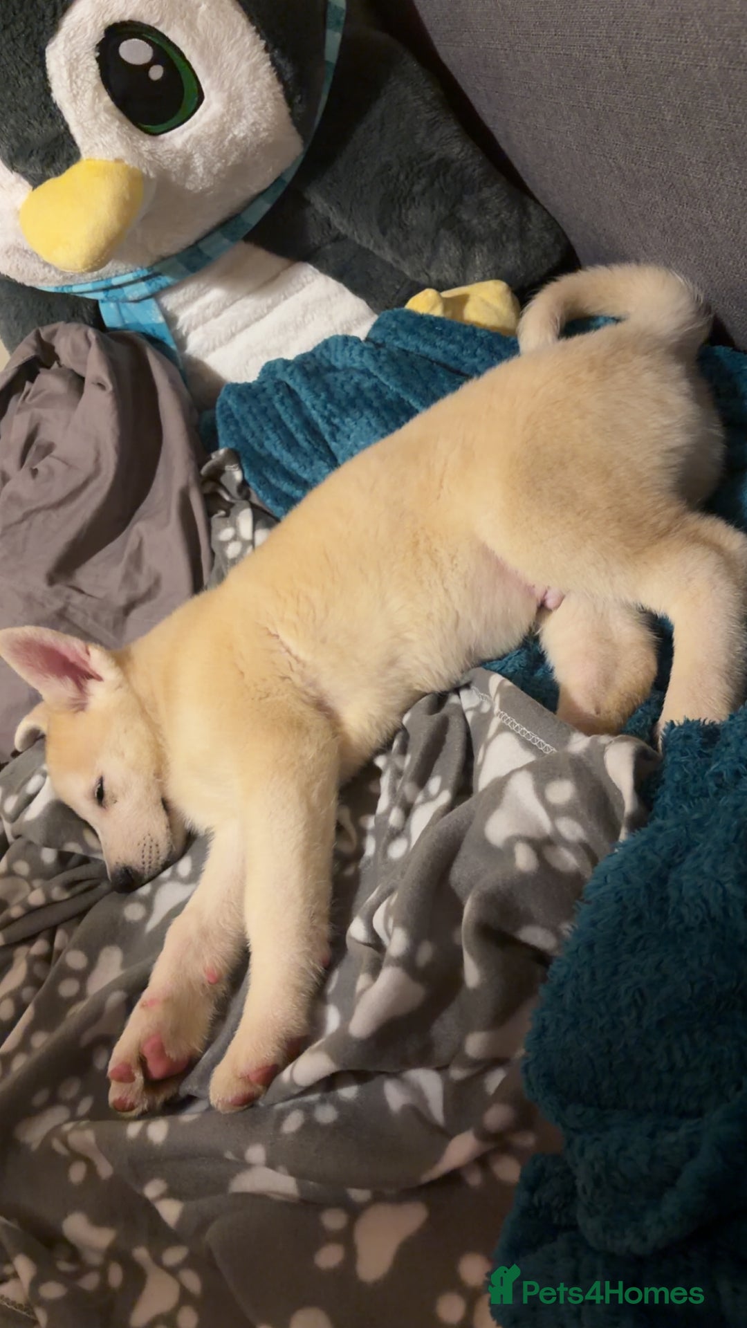 Siberian Husky dogs for sale: White male Siberian husky - Advert 7