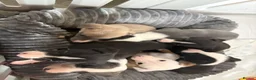 Whippet dogs for sale: Gorgeous whippet puppies  - Advert 9