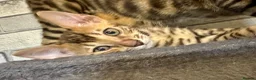 Bengal cats for sale: Beautiful Bengal kittens for loving homes. - Advert 7