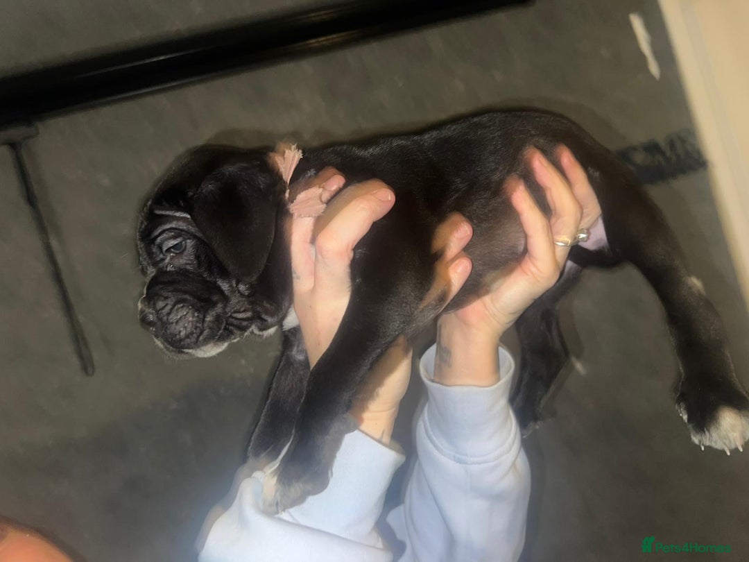 Cane Corso dogs for sale: Cane Corso Pups - Advert 25