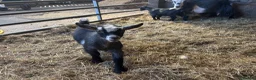 Goats livestock for sale: Beautiful pedigree Pygmy goats   - Advert 10