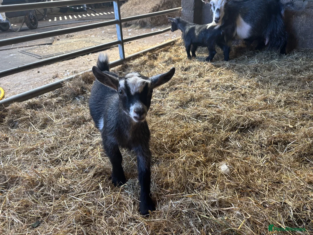 Goats livestock for sale: Beautiful pedigree Pygmy goats   - Advert 10